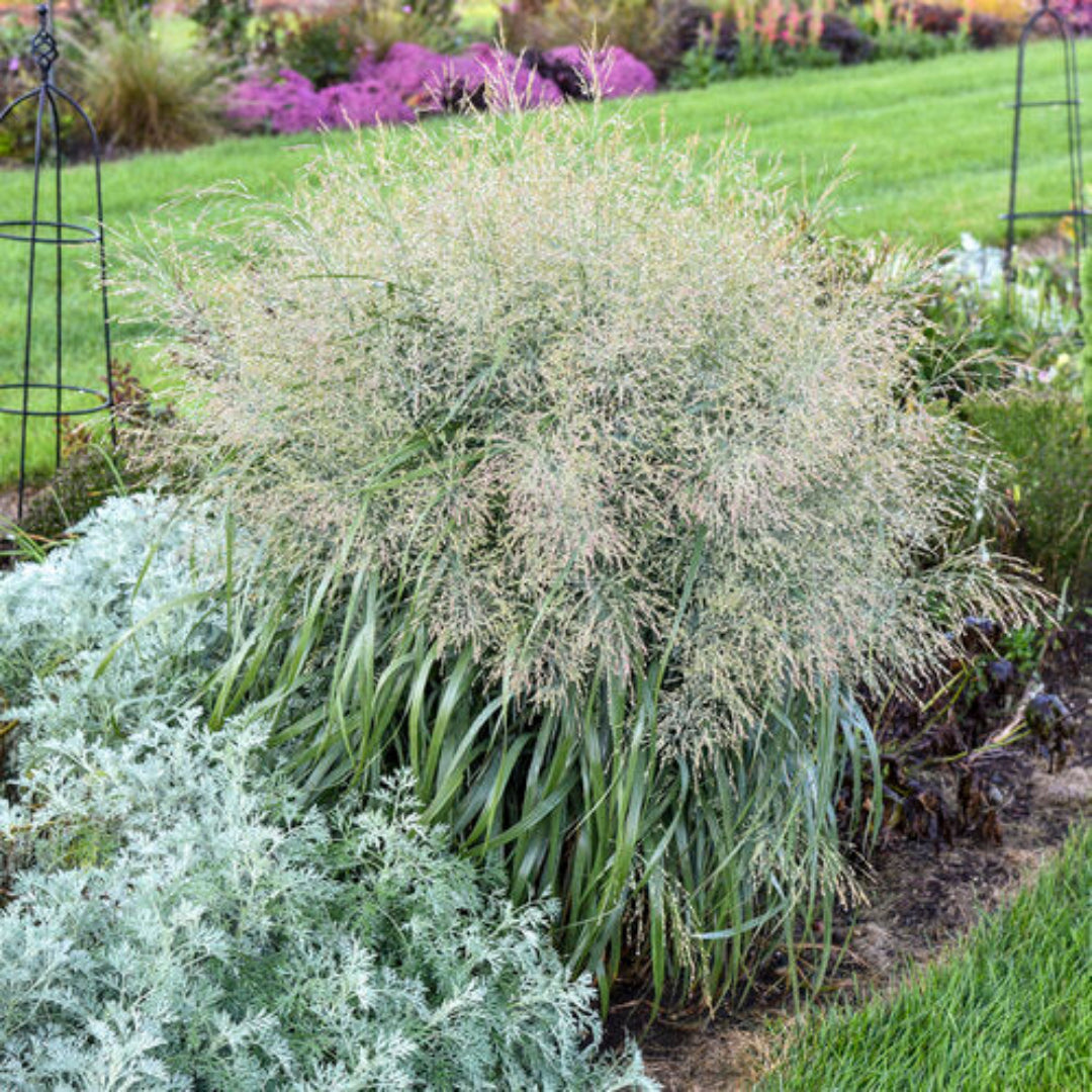 Grass: Panicum v. Prairie Winds &