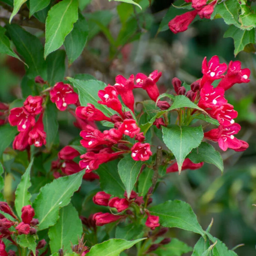 Red Prince Weigela shrub vibrant red blossoms