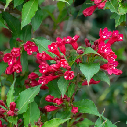 Red Cardinal Weigela