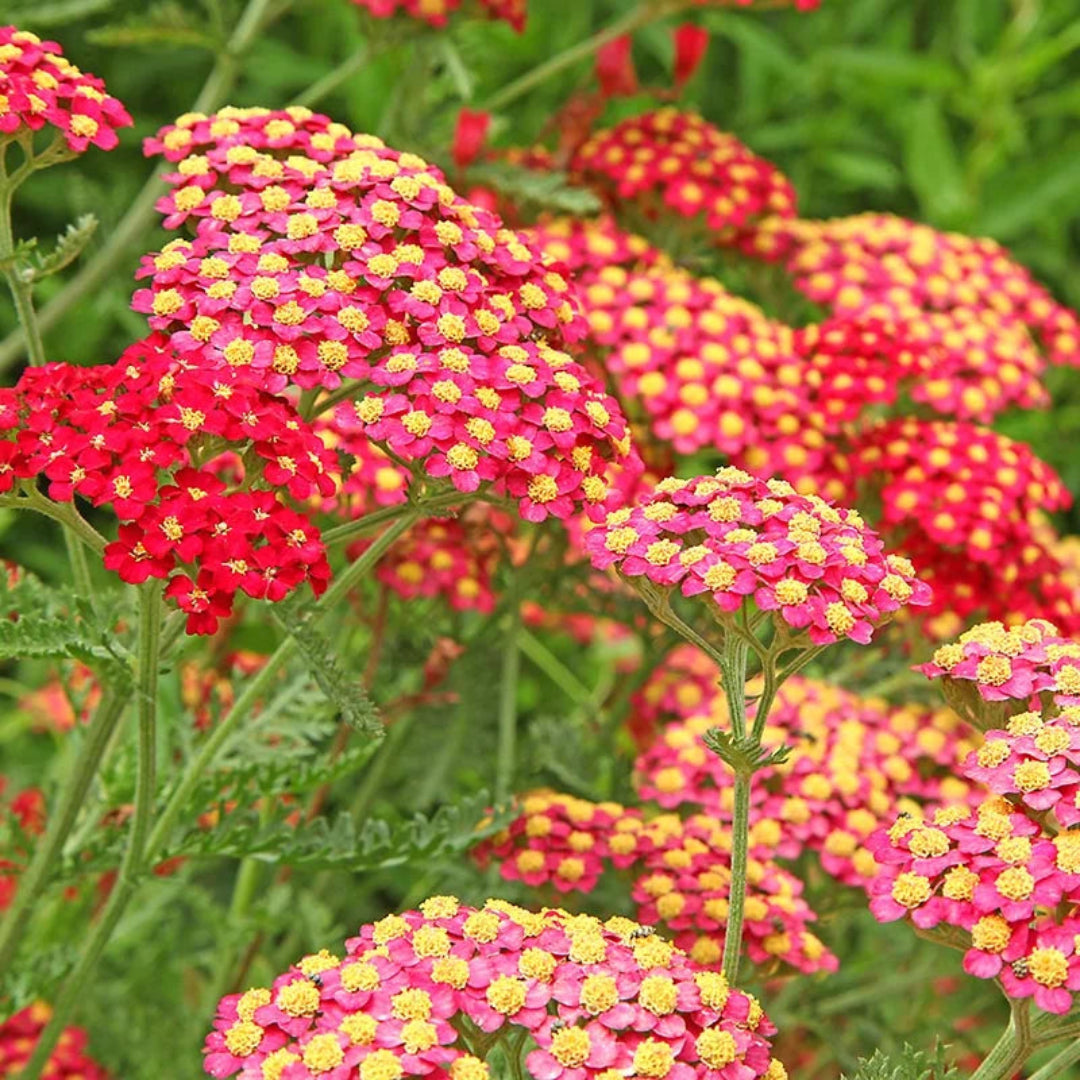 Achillea Millefolium Paprika