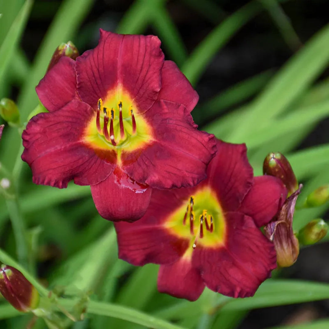 Hemerocallis &