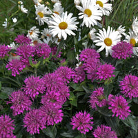 Monardia 'Pardon My Purple' Bee Balm
