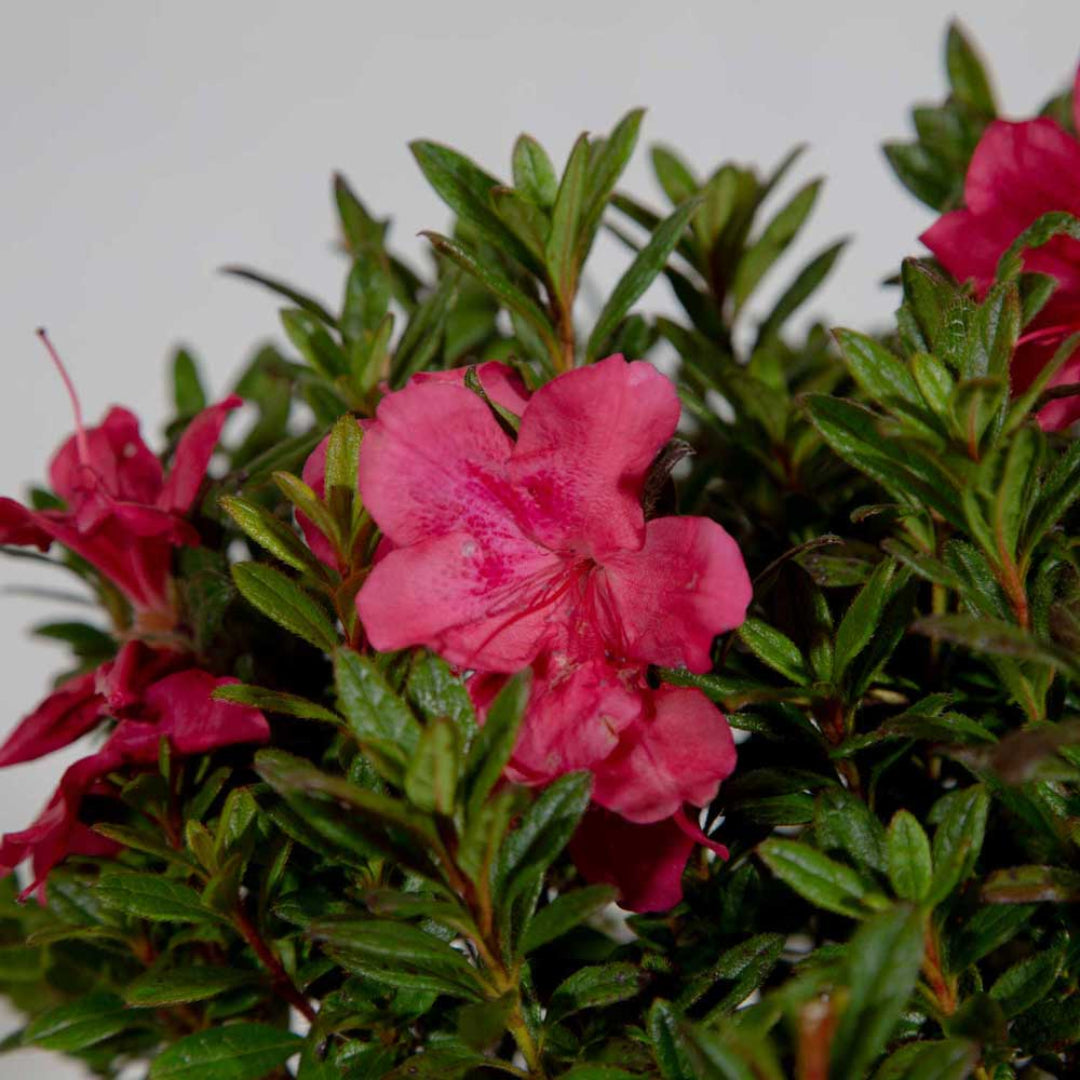 Autumn Jewel Encore Azalea