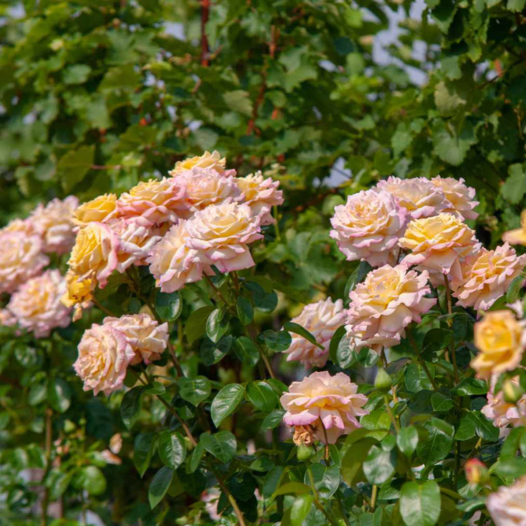 Climbing Peace Rose Tree - The Rose of Roses