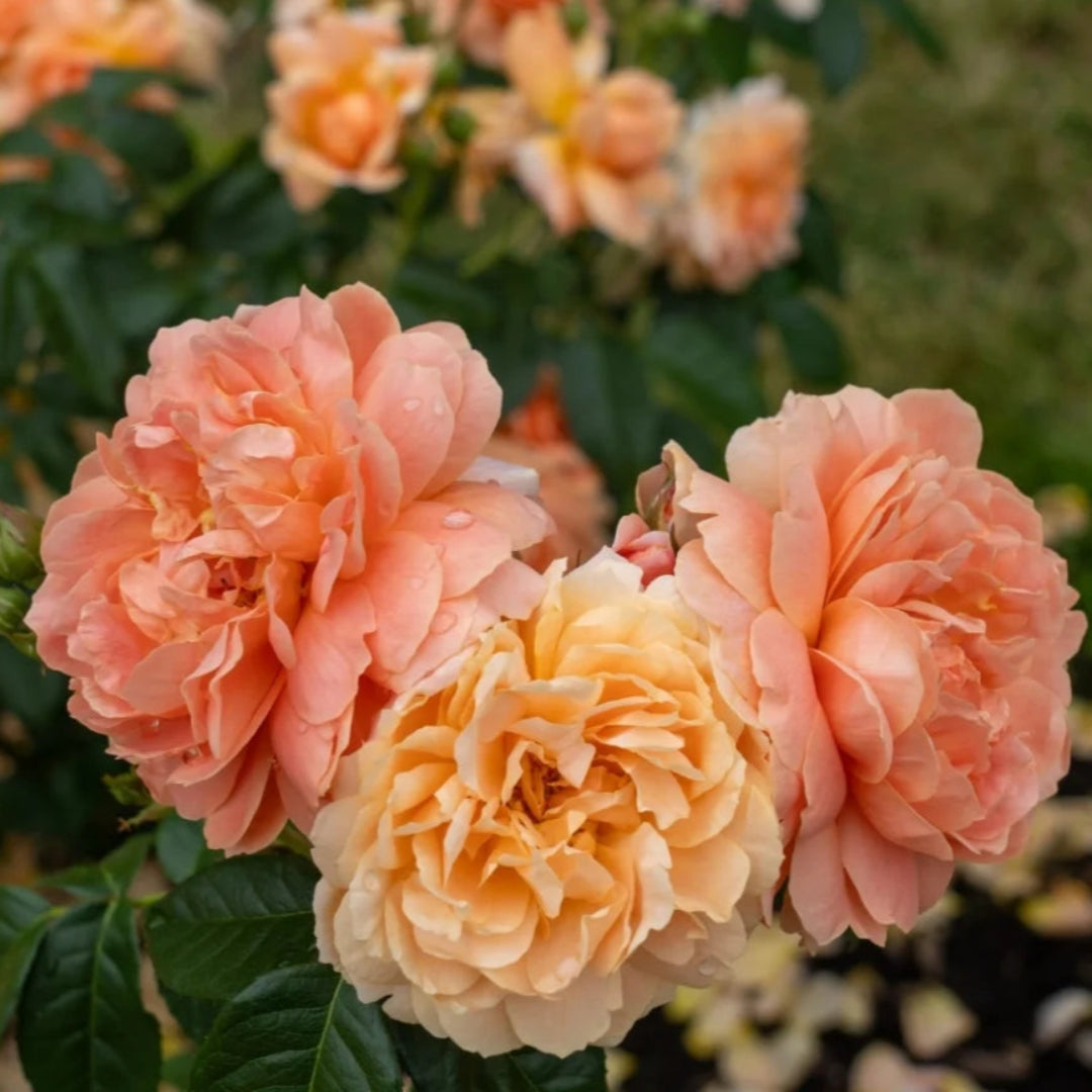 Finally Here Roses Buy At Last Rose Plants & Trees Online | Pixies Gardens
