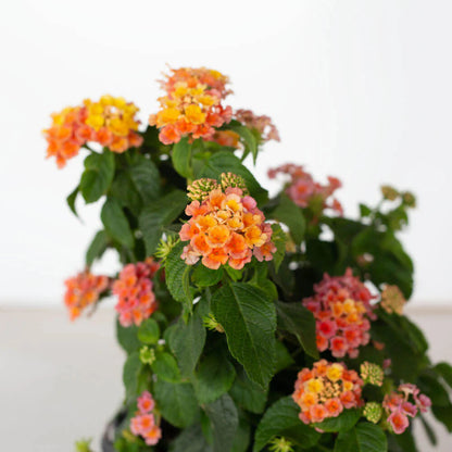 Peach Glow Little Lucky Lantana