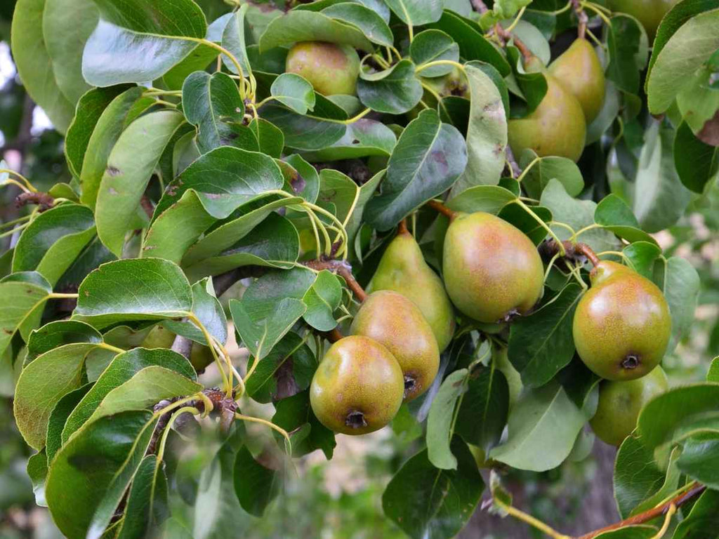 4-In-1 Pear Cocktail Tree|The Pear Cocktail Tree is a hybrid plant that offers up to 4 different pears in one tree.