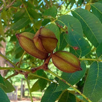 Caddo Pecan