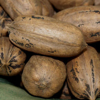 Cherryle Pecan Tree