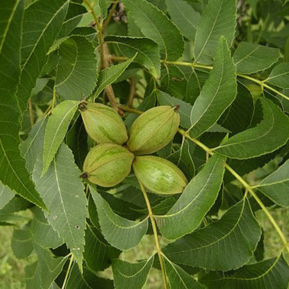 Creek Pecan Trees