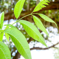 Creek Pecan Trees