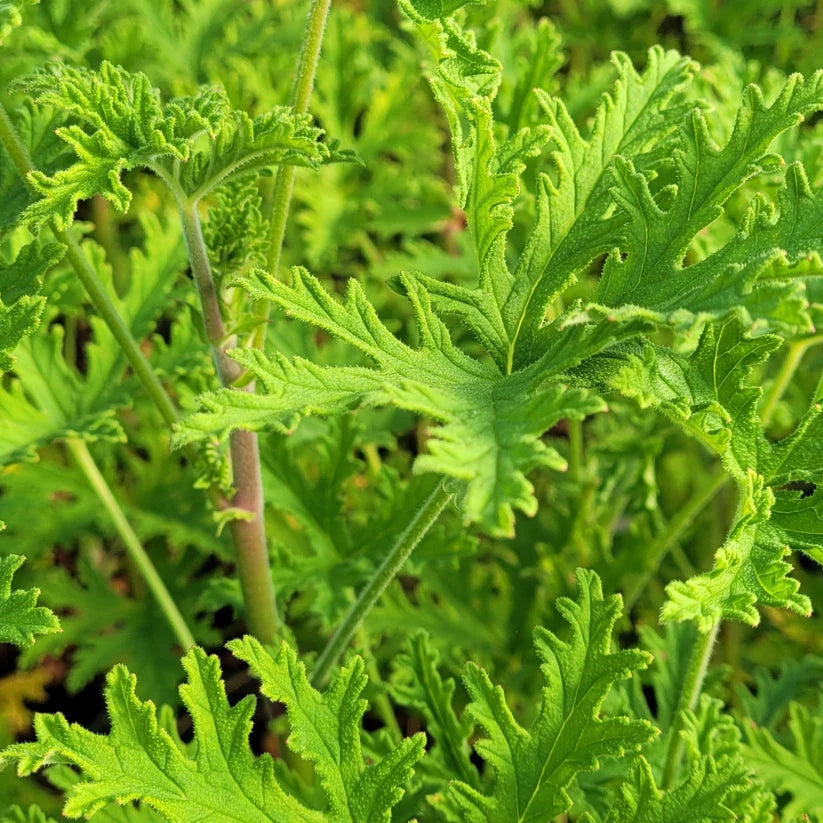 Pelargonium citronella Mosquito Plant - [EG]