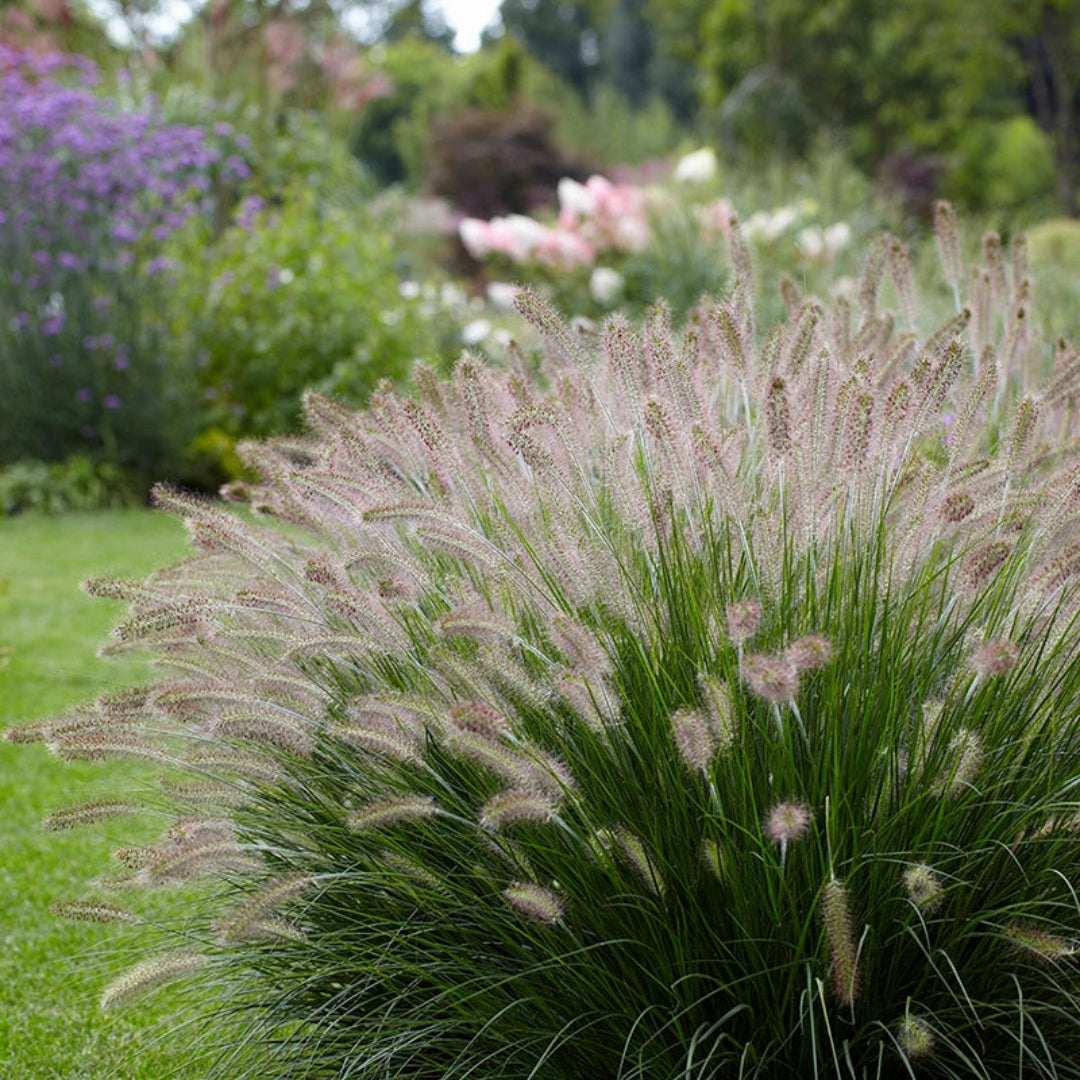 Grass: Pennisetum &