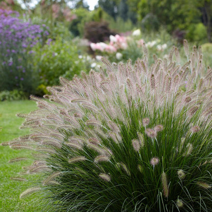 Grass: Pennisetum &