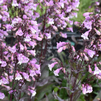 Penstemon 'Midnight Masquerade' - [EG]