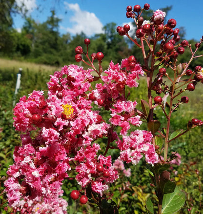 Peppermint Crape Myrtle