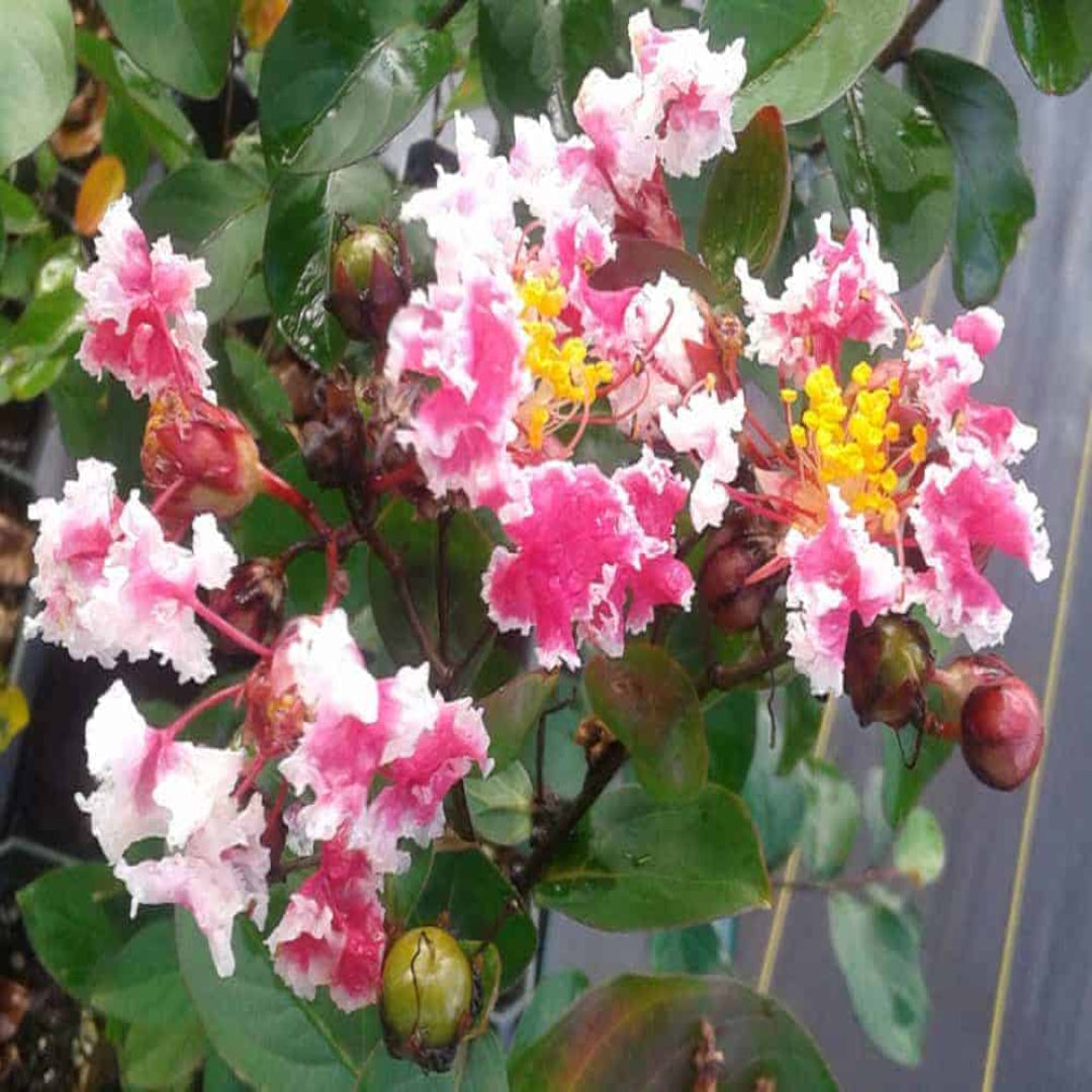 Peppermint Crape Myrtle