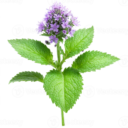 Herb: Mint, Peppermint, Scented Leaves with Tiny Lavender Flowers