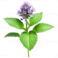 Herb: Mint, Peppermint, Scented Leaves with Tiny Lavender Flowers
