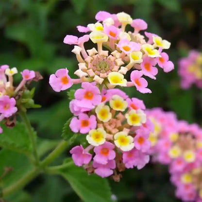 Lantana &