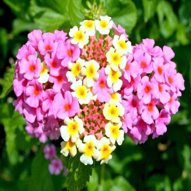 Lantana &