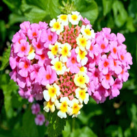 Lantana 'Pink Huff' - [EG]
