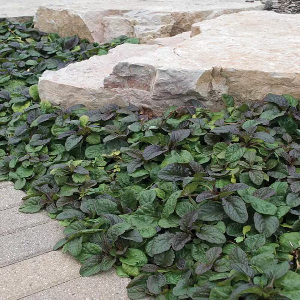 Ajuga Bronze Beauty foliage close-up