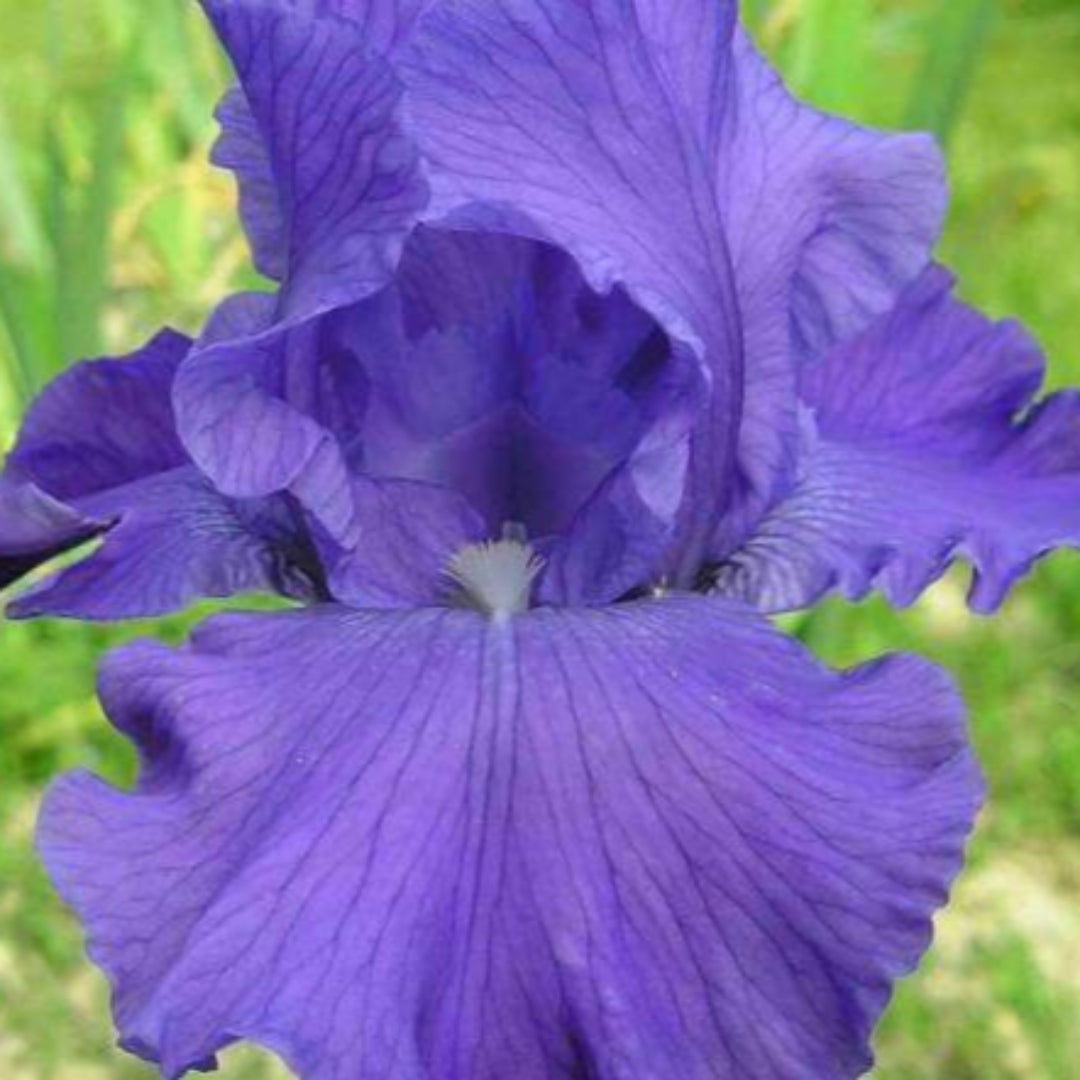 Iris germanica &