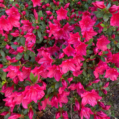 Perfecto Mundo Red Reblooming Azalea