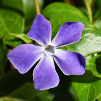 Vinca major large leaf periwinkle ground cover with glossy green foliage