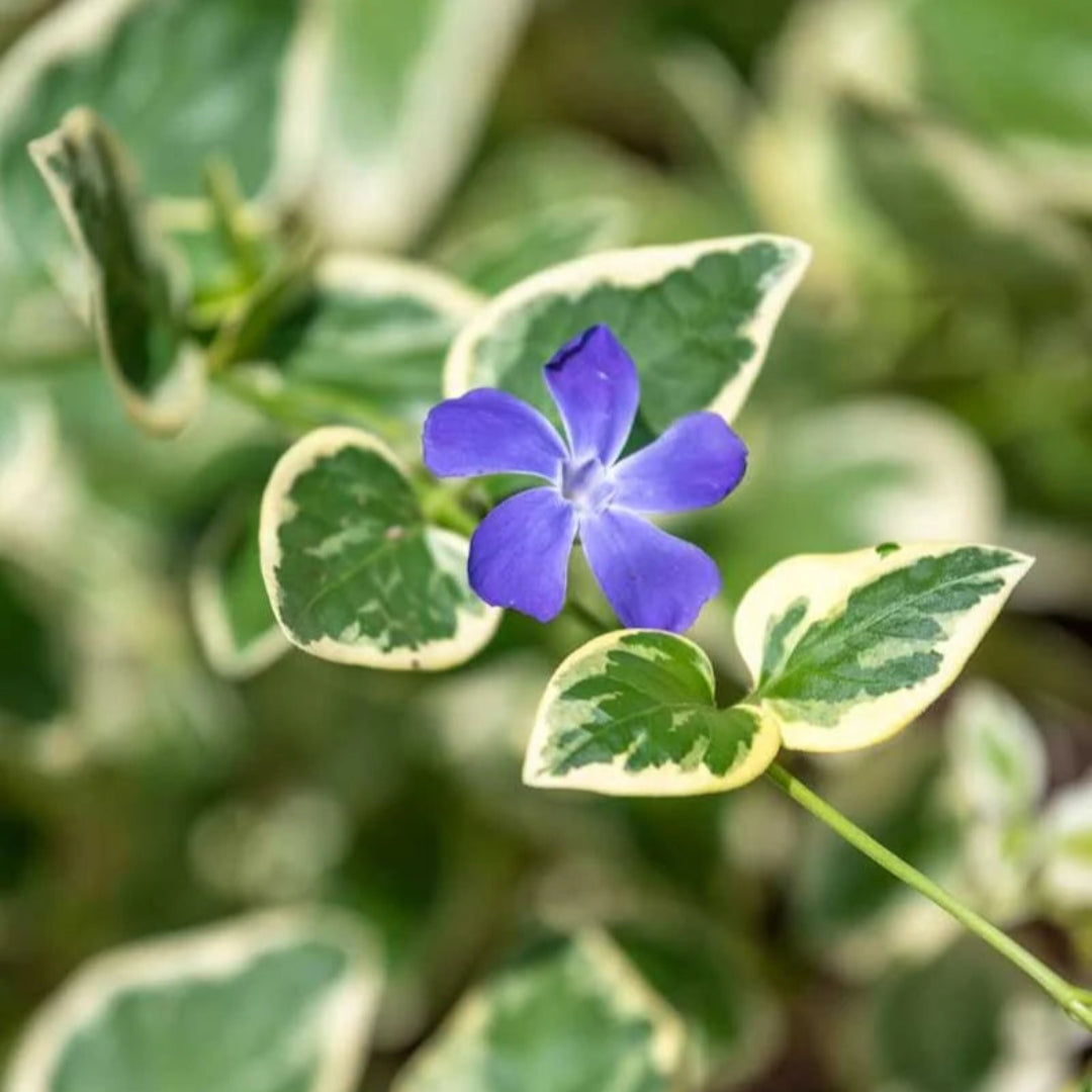 Vinca Major Big Leaf Periwinkle - [CG]