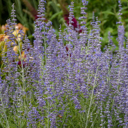 Perovskia atriplicifolia &