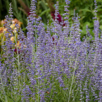 Perovskia atriplicifolia 'Blue Jean Baby' - [EG]