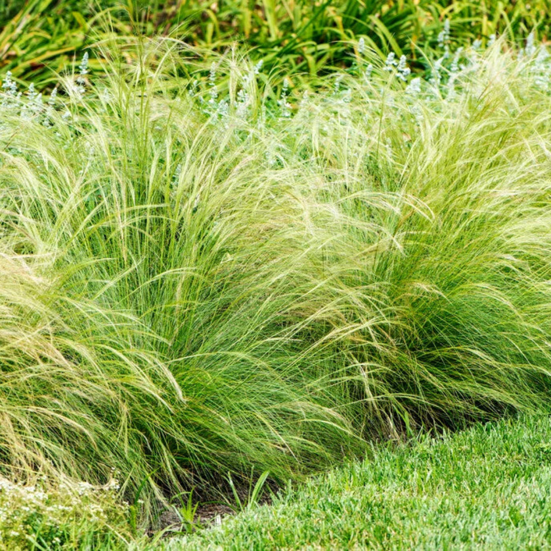 Grass: Nassella (Stipa) tenuissima &