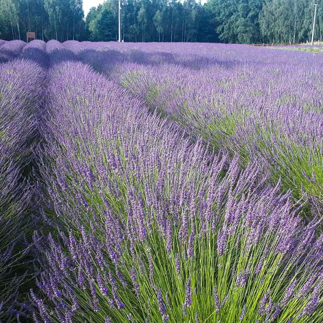 Lavandula X Intermedia &