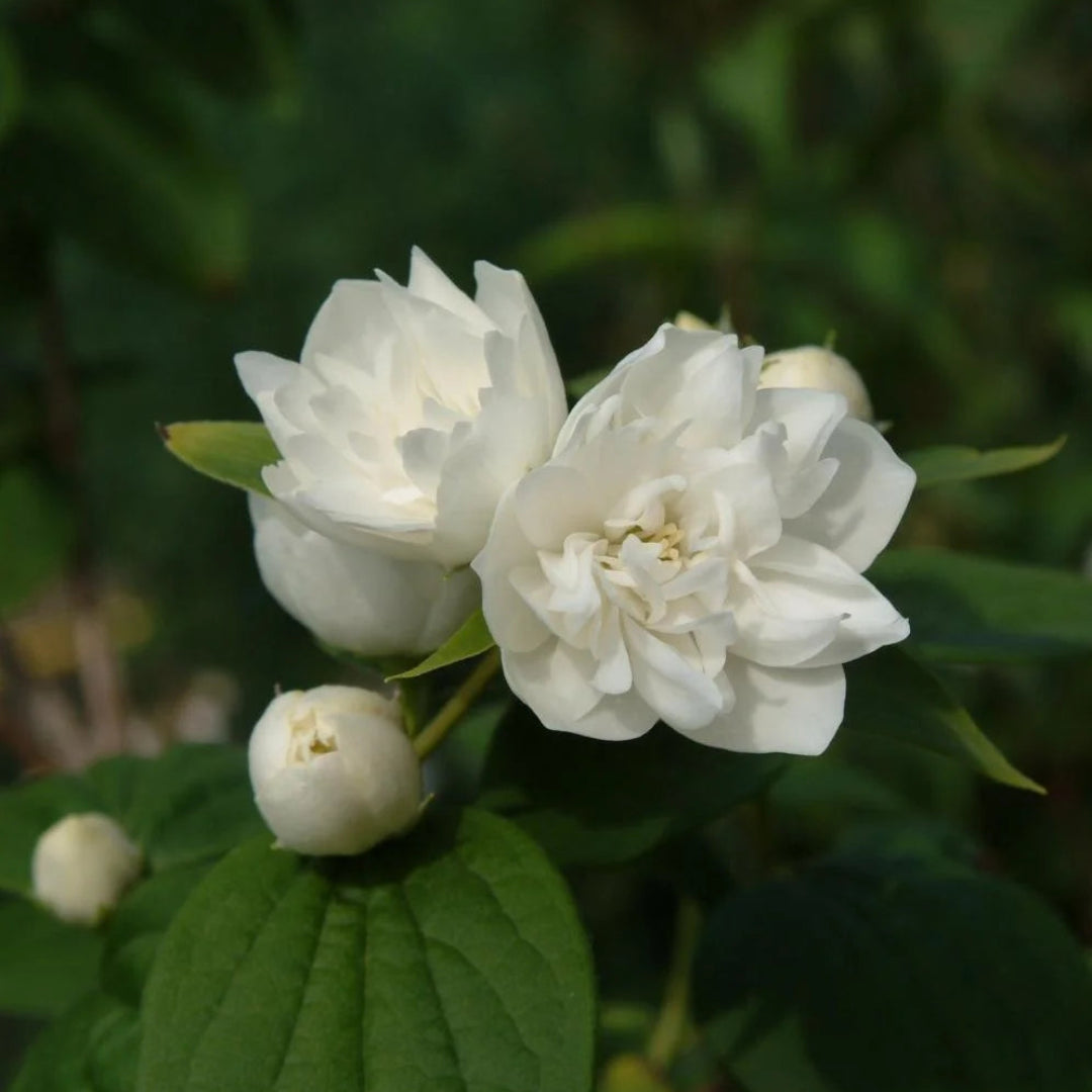 Minnesota Snowflake -Dwarf Mock Orange