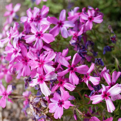 Red Wings Creeping Phlox Subulata