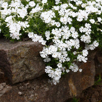 White creeping phlox Snowflake flowers