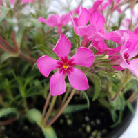 Phlox Subulata 'Scarlet Flame'