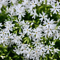 Snowflake white creeping phlox plant