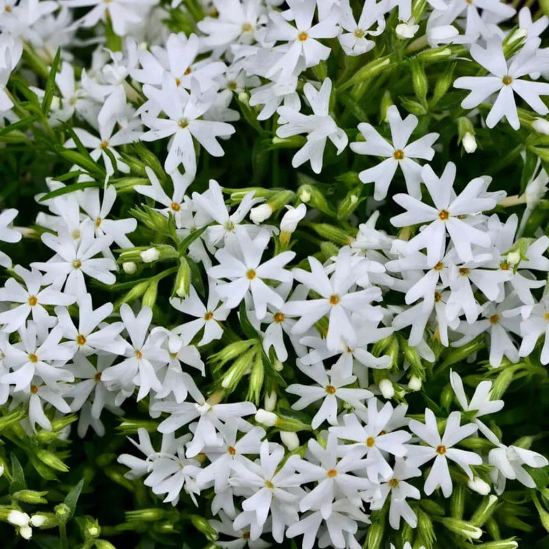 Snowflake white creeping phlox plant