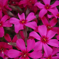 Phlox Subulata 'Scarlet Flame'