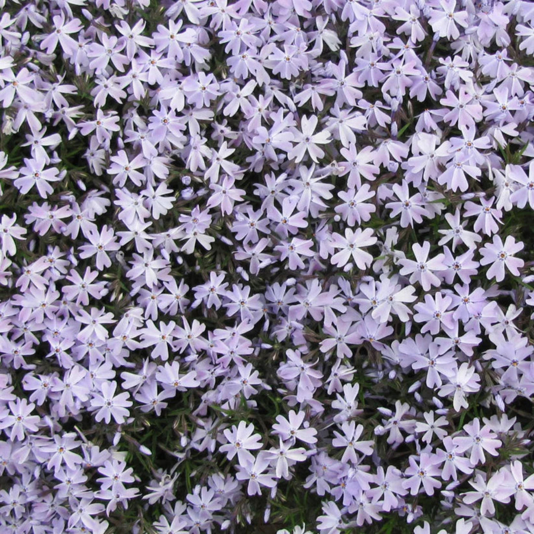 Phlox Subulata (Blue), Thrift, Creeping Phlox  - [EG]