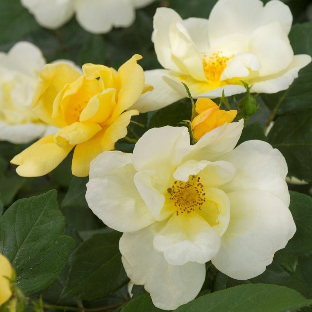 Sunny Knockout Rose
