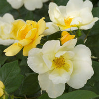 Golden petals cover the Sunny Knockout Rose shrub