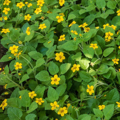 Chrysogonum Virginianum Pierre - [CG]