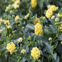 Lantana Chapel Hill Yellow - [EG]