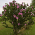 Pink Rose of Sharon Althea bloom