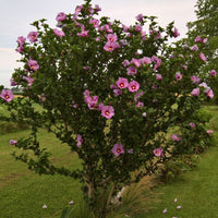 Pink Rose of Sharon Althea bloom