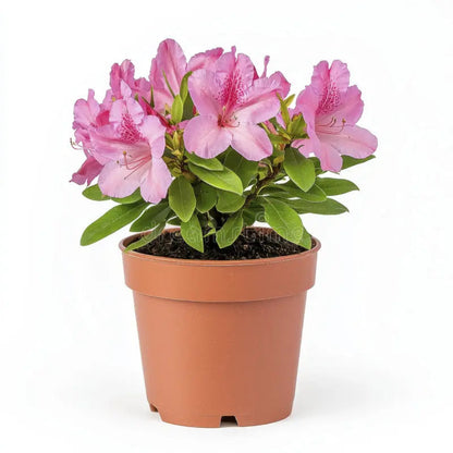 Azalea Tradition Pink